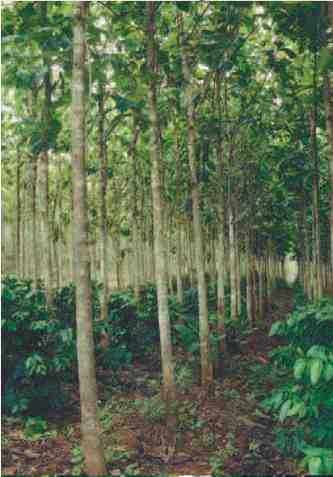 Babudangiri C + Tea plantations Palnis