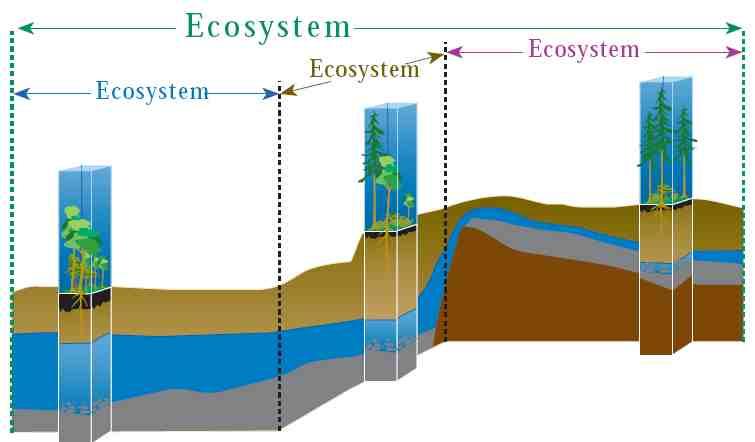 Ecosystem Structure