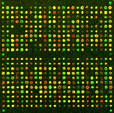 Finding Protein Partners Experimental technique: co-expression Microarray: study the expression of genes as a a function of time, or following treatment with a drug, Co-expression of