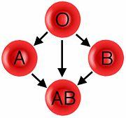 The marker proteins (A and B) are coded for by different alleles of the same gene, I A and I B.