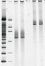 Quantitation of PCR fragments before and after firing through thermal ink jet heads The importance of accurate quantitation of PCR fragments can also be exemplified in the context of DNA array