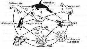 Be able to answer analysis questions about food webs. Ch. 5 and 9 12. 13. 14. 15. 16. 17. 18.