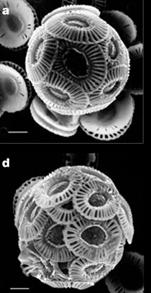 Effects on the Base of Marine Food Webs Plankton are the base of marine food webs Under ocean acidification there
