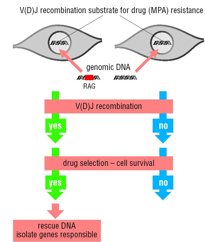 Discovery of Rag1, 2 genes