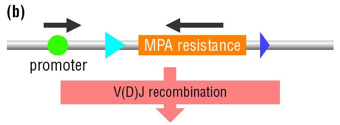 Mechanism of V(D)J recombination