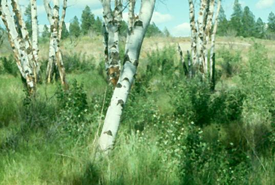 Aspen decline and restoration Across the West, aspen stands are in a widespread state of decline that seems to be accelerating.