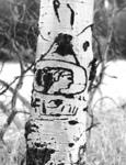 arborglyphs Arborglyphs: A Record of the Past John Kaiser If aspen is growing on your property, there is a chance that someone left a legacy of drawings on some of the older trees (Figure 8).
