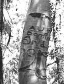 There are numerous arborglyphs because, during those decades, large numbers of sheep roamed all over the forest and were cared for by large numbers of herders.