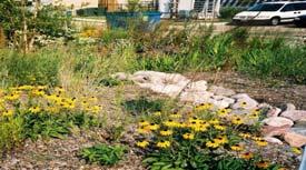 meeting the requirements Cistern Green roof Permeable