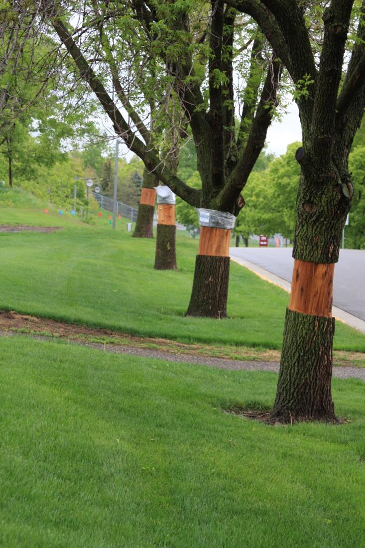 Population suppression tools and tactics girdled ash trees that act as EAB sinks Dispersing female beetles will be attracted to stressed, freshly