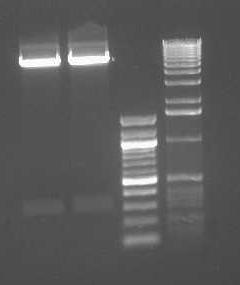 Plasmid Digestion: Extracting the backbone Whole plasmid. We don t want this. Backbone only. This piece must be carefully cut from the gel. Insert only. We don t want this. DNA ladders.