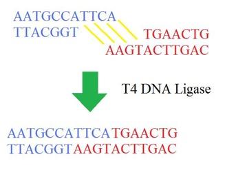 Experimental Methods: Ligation DNA ligase is mixed with plasmid and insert for several hours (20 C) or overnight (4 C) To