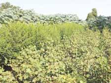 Better cotton, improved environment, dignified lives Ghanshyam Durbar has 8.2 acres of farmland, of which he is using 1.5 acres to grow a rain-fed co on crop.