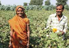 Better cotton, improved environment, dignified lives Mangal Singh Vaskale, also from Jharolimal village, owns 12 bighas (around 4.
