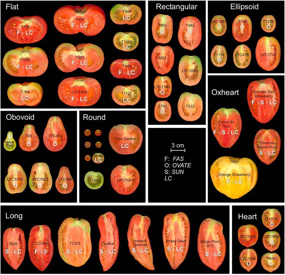 Tomato fruit shape variation Rodríguez