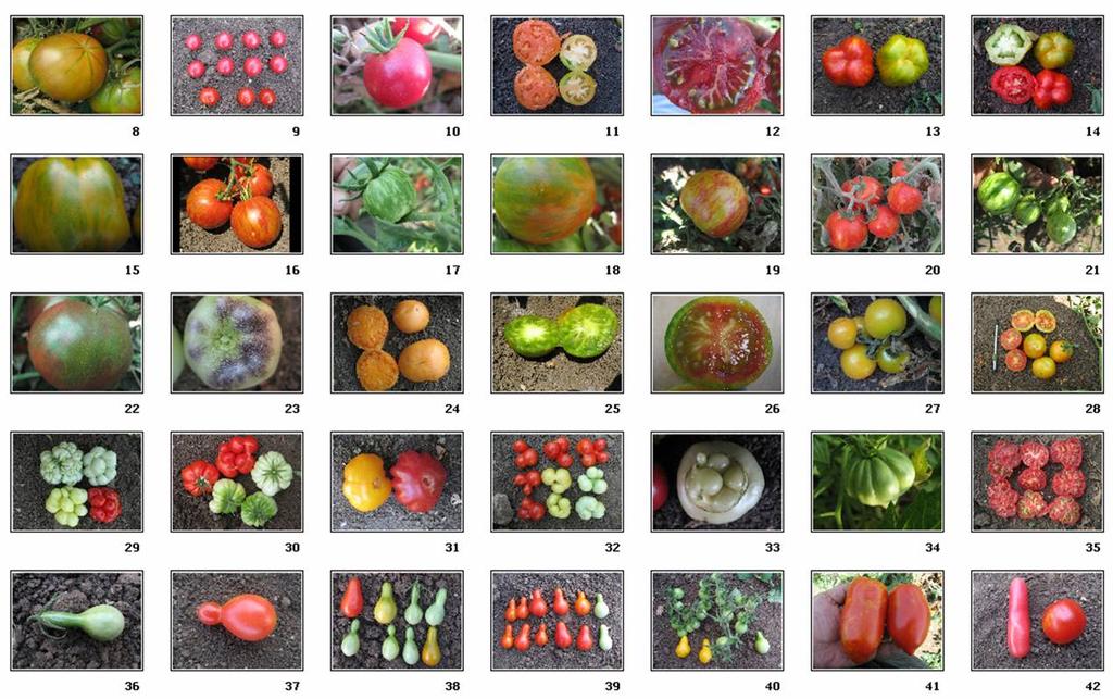 Fruit phenotypes