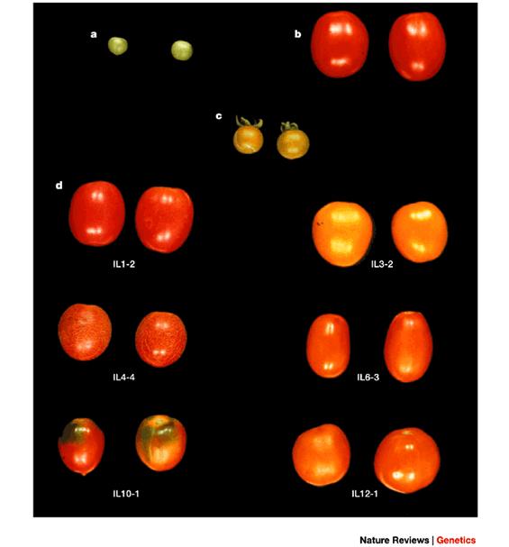 Improving with exotic genetic libraries Wild tomato species are valuable