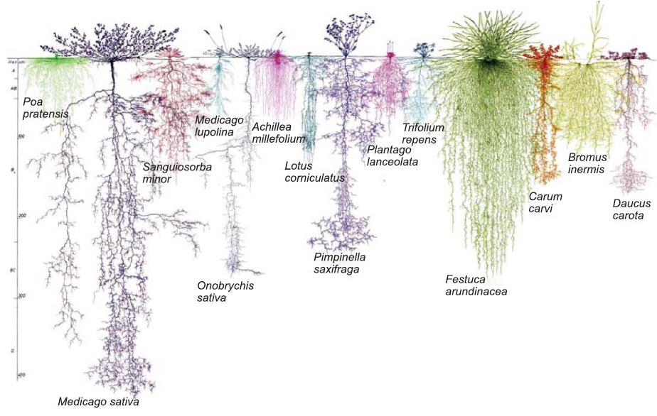 Root distribution pattern of species used in a grass-clover mixture Braun M.
