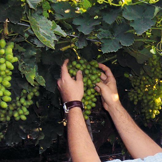 Thanks to a special grape cultivation system in India, productivity is relatively high.