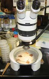 the microbes macroscopically Inspect: