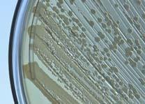 determine the biochemistry of bacteria