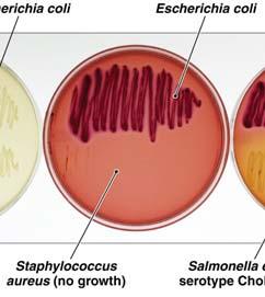 Selective Media: Gram Positive or Gram Negative Differential Media: Blood Agar This media only allows gram negative bacteria to grow. This tells us that E. coli is Gram negative and S.