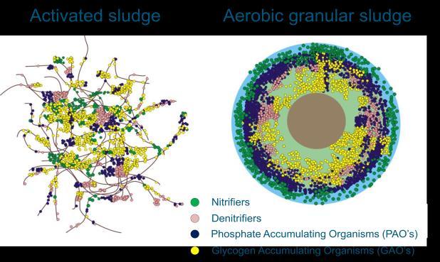 Page 3 of 8 processes take place simultaneously in the granular biomass. Figure 3 below displays the differences between activated sludge floc and aerobic granular sludge.