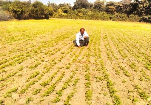 of beneficiaries- 24 Farming Situation Irrigated medium land Sowing of mustard seed by zero till drill Characteristics of the variety