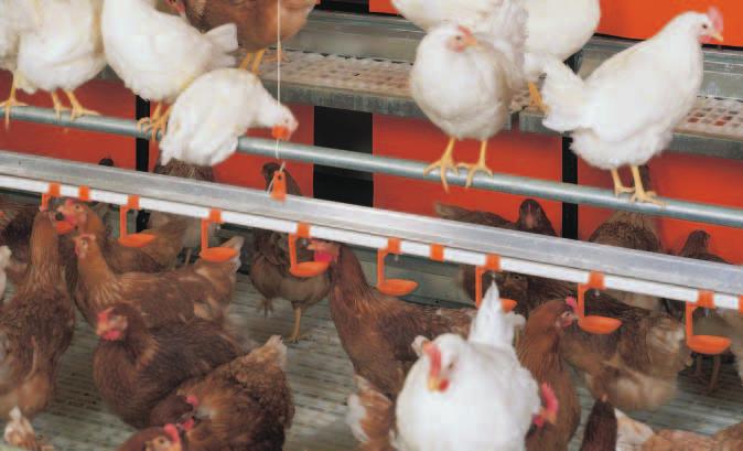 s from feeders, drinkers, rollaway nests, egg collection and manure removal Alternative layer management includes the following systems: ( barn production and ( free-range production.