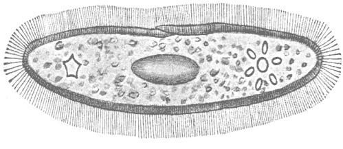Cilia 6. What is the function of cilia? A) To control cell division B) To make food from sunshine and air C) To move the paramecium D) To take in water and remove waste 7.