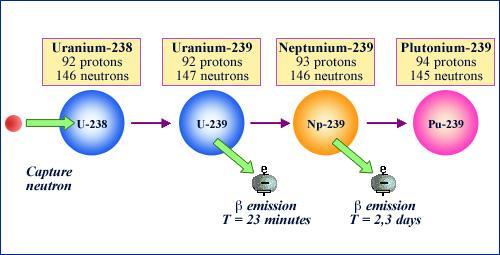 Production of Plutonium-239 Plutonium 239 (Pu-239) is created using Uranium 238 (U-238) and a nuclear reactor. In the reactor, a neutron is added to the U-238 atom, making it into U-239.