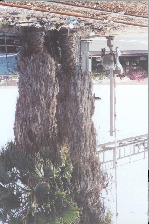 Figure 1 Untrimmed palm