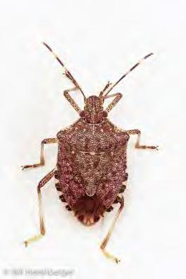 Emergence of Brown Marmorated Stink Bug, Halyomorpha halys (Stål), as a Serious