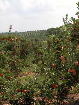 Late-Season Fruit Injury in 28 and 29 29 Crop Losses In