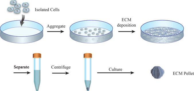 CELL-DERIVED ECM 195 FIG. 1. Schematic preparation of cell-derived extracellular matrix (ECM) as a cell culture substrate. The ECM may contain several types of growth factor after decellularization.