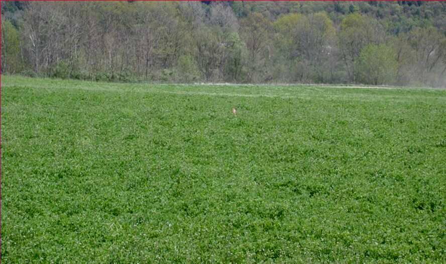 Alfalfa Cutting Management More on First Cut: The maturity rate of alfalfa is very response to temperature so be ready to cut early if an early, warm spring If it is a cold, cloudy spring that