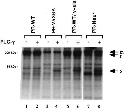 Cell extracts of Ba/F3-derivative cell lines grown in the presence of IL-3 were immunoprecipitated with anti- PDGFR antibody and blotted with either the same antibody (to assess PDGFβR protein
