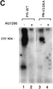 Thus, the activating V536A mutation resulted in increased receptor tyrosine phosphorylation in intact cells and increased the in vitro kinase activity of the receptor when measured on an exogenous