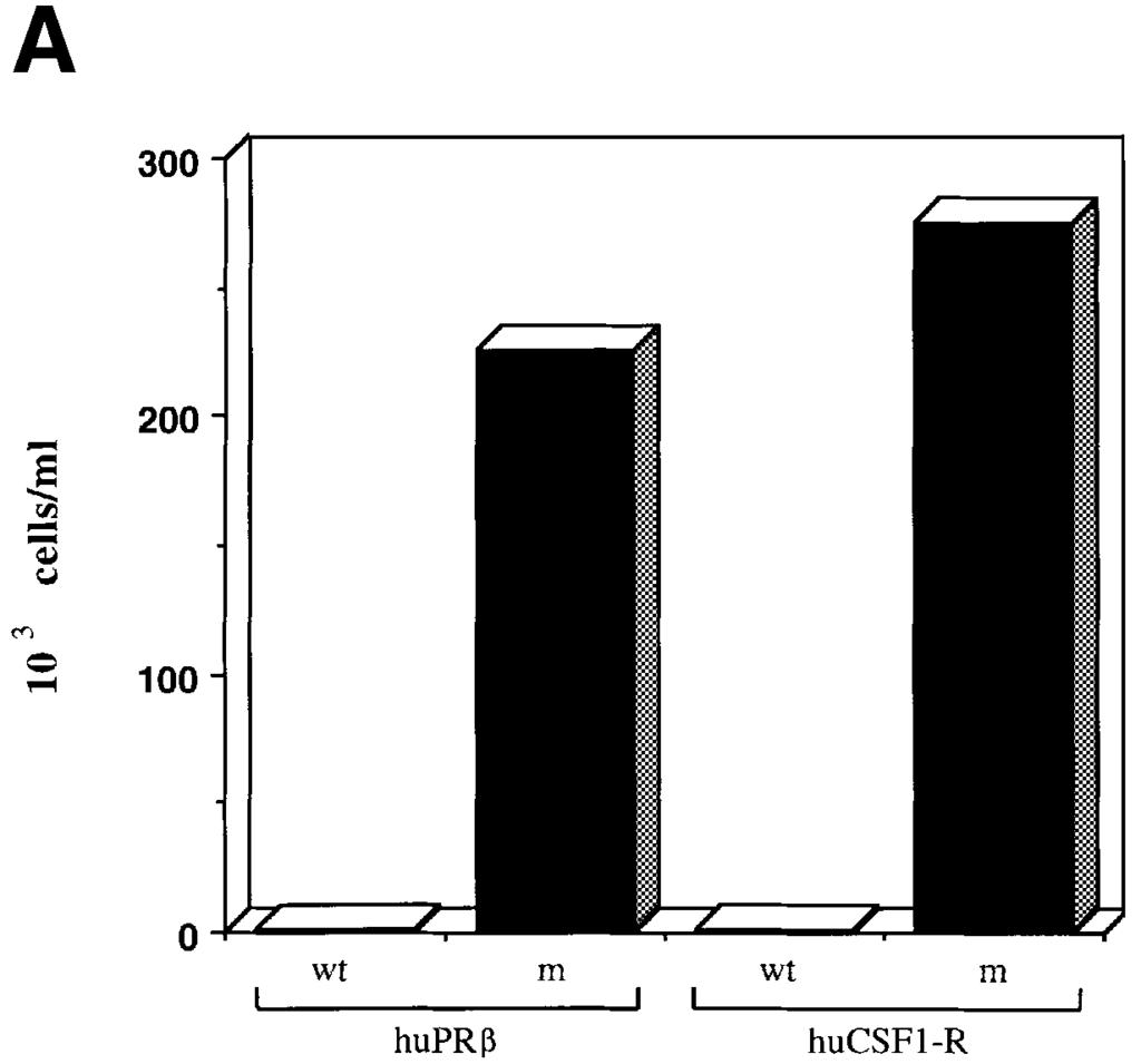(A) The ability of the indicated truncated receptors to transform Ba/F3 cells in a IL-3 independence test was measured.