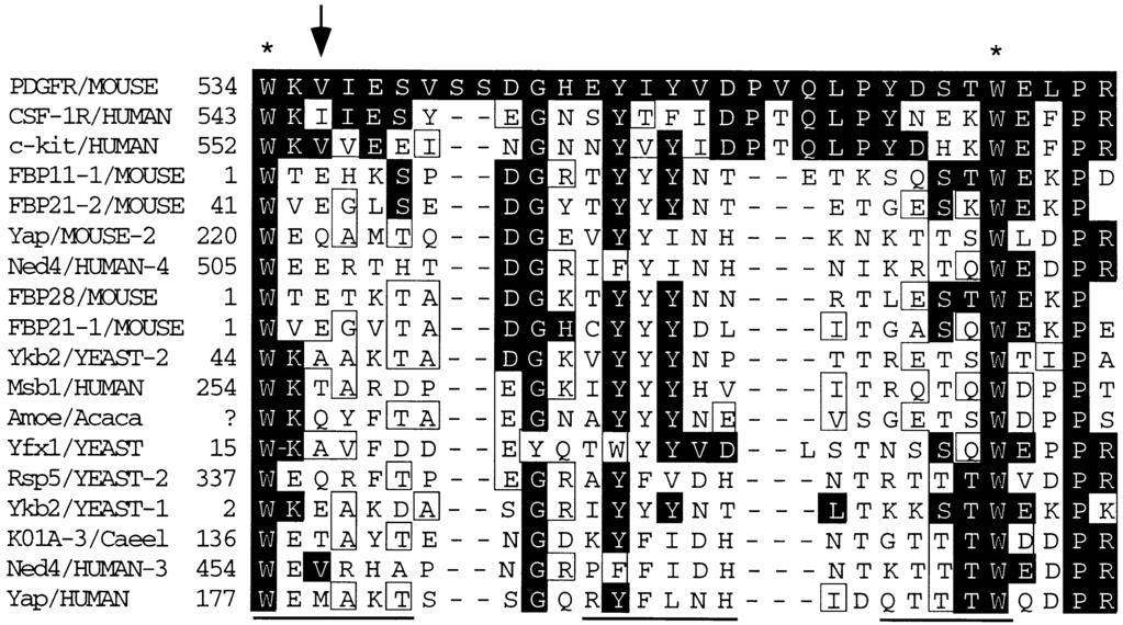 P.M.Irusta and D.DiMaio Fig. 9. Sequence alignment of the juxtamembrane region of three members of the type III subfamily of RTKs and selected WW domains.