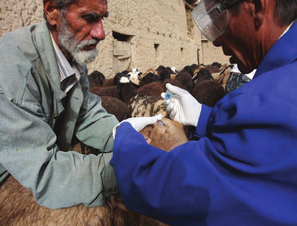 BOOSTING LIVESTOCK PRODUCTIVITY TO ERADICATE POVERTY IN TAJIKISTAN In the Khatlon region of Tajikistan, poor smallholders and family farmers dominate the livestock sector, but most struggle with the