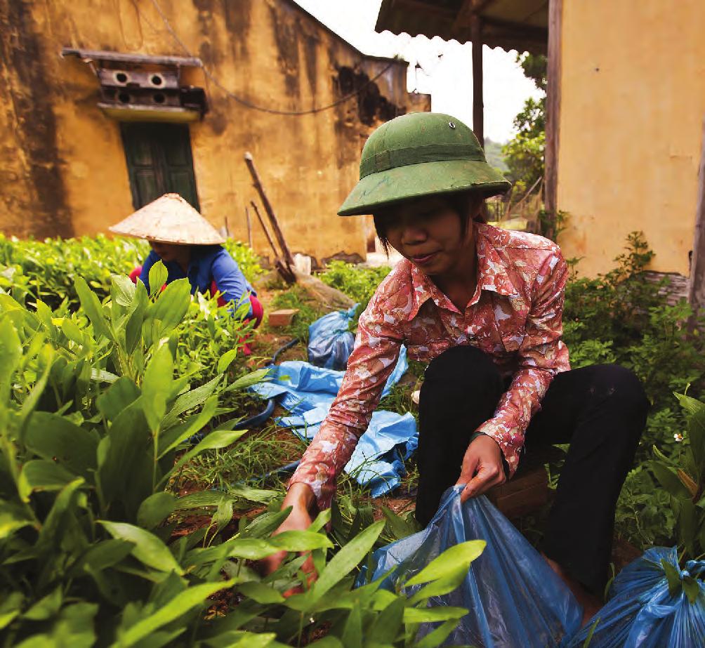 ENDING POVERTY AND HUNGER BY INVESTING IN AGRICULTURE AND RURAL AREAS INVESTING IN SYNERGIES BETWEEN PRIVATE ENTERPRISES AND FARM COOPERATIVES IN VIET NAM VIET NAM In the Vietnamese province of Ha