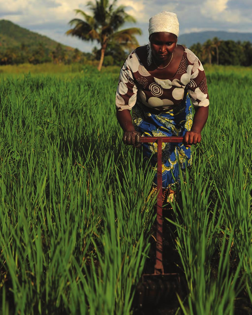 TANZANIA A farmer is working in a rice field FAO/Daniel Hayduk