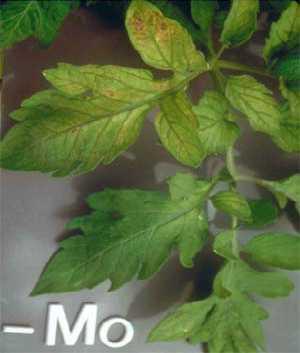 Fig. 1.8 Molybdenum deficiency symptoms in tomato. (Epstein and Bloom 2004) Nitrogen. The chlorotic symptoms (Fig..) shown by this leaf resulted from nitrogen deficiency.