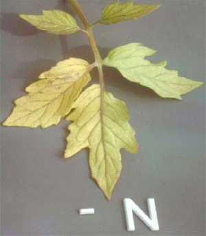 Fig. 1.9 Nitrogen deficiency symptoms in tomato. (Epstein and Bloom 2004) Phosphorus. These phosphorusdeficient leaves (Fig..) show some necrotic spots.