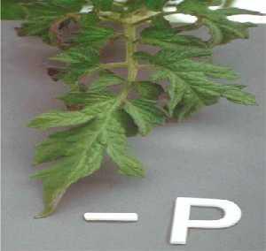 Fig. 1.10a Phosphorus deficiency symptoms in tomato. (Epstein and Bloom 2004) Phosphorus Deficiency Leaves strong purple tints; Fig. 1.10b Phosphorus deficiency symptoms in Maize Plant Sulfur.