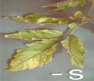 Fig. 1.11 Sulfur deficiency symptoms in tomato. (Epstein and Bloom 2004) Zinc. This leaves (Fig...) show an advanced case of interveinal necrosis.