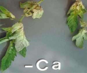 Fig. 1.14 Calcium deficiency symptoms in tomato. (Epstein and Bloom 2004) Chloride. These leaves (Fig..) have abnormal shapes, with distinct interveinal chlorosis.
