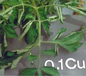 Fig. 1.16 Copper deficiency symptoms in tomato. (Epstein and Bloom 2004) Iron. These irondeficient leaves (Fig..) show strong chlorosis at the base of the leaves with some green netting.