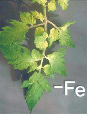 Fig. 1.17 Iron deficiency symptoms in tomato. (Epstein and Bloom 2004) Potassium. Some of these leaves (Fig.